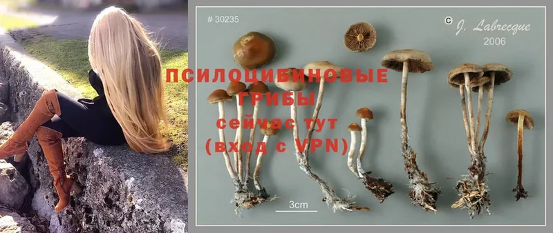 Псилоцибиновые грибы Cubensis  Ярцево 